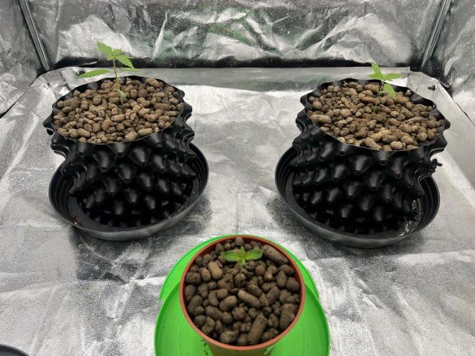 Nuka seeds Gorilla Auto. Week 1 - Day 10