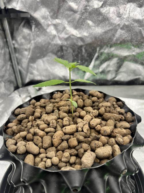 Nuka seeds Gorilla Auto. Week 1 - Plant 1 Day 10