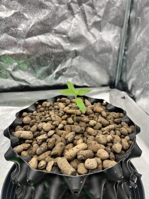 Nuka seeds Gorilla Auto. Week 1 - Plant 2 Day 10