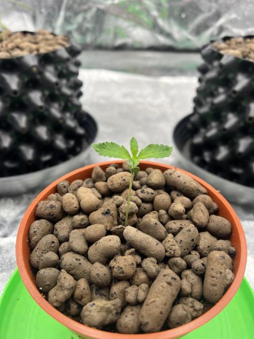 Nuka seeds Gorilla Auto. Week 1 - Plant 3 Day 10 