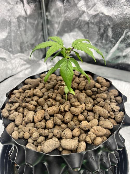 Nuka seeds Gorilla Auto. Week 2 - 1 - day18