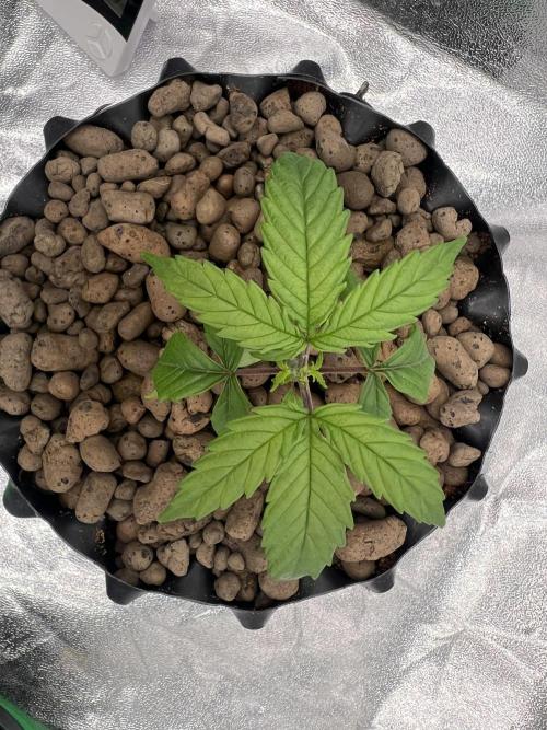 Nuka seeds Gorilla Auto. Week 2 - 1 - day18 FIM