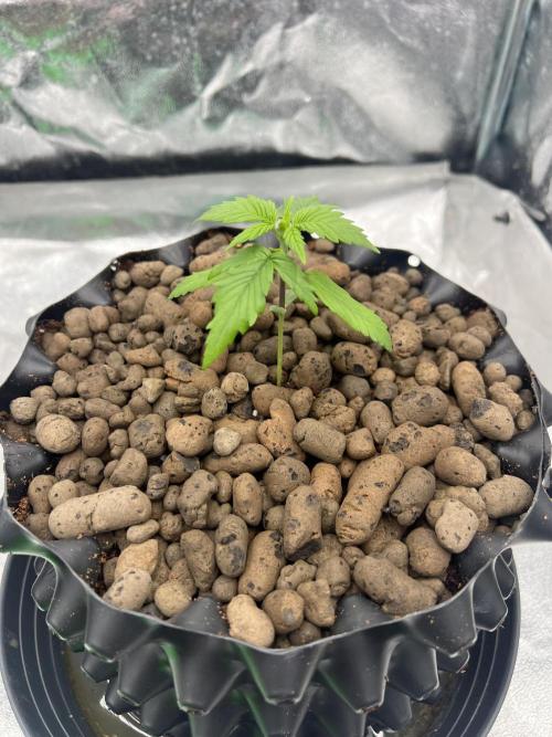 Nuka seeds Gorilla Auto. Week 2 - 2 - day18