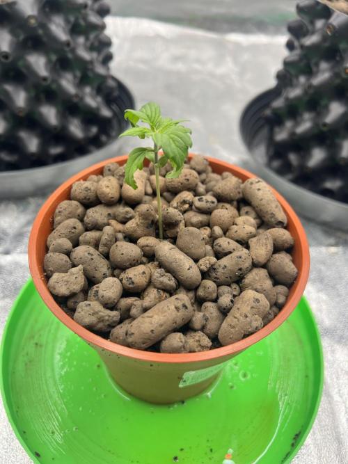 Nuka seeds Gorilla Auto. Week 2 - 3 - day18