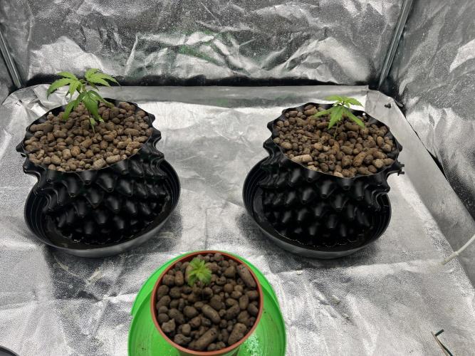 Nuka seeds Gorilla Auto. Week 2