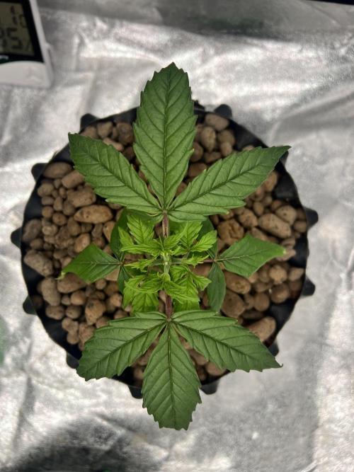 Nuka seeds Gorilla Auto. Week 3 - 1
