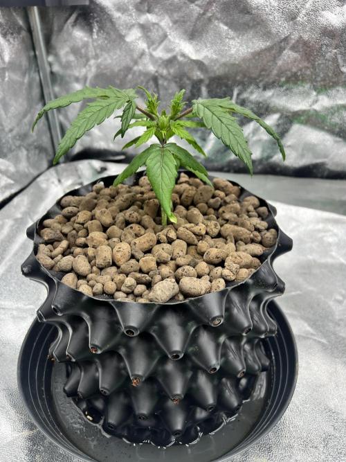 Nuka seeds Gorilla Auto. Week 3 - 1