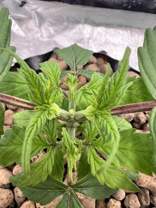 Nuka seeds Gorilla Auto. Week 3 - 1