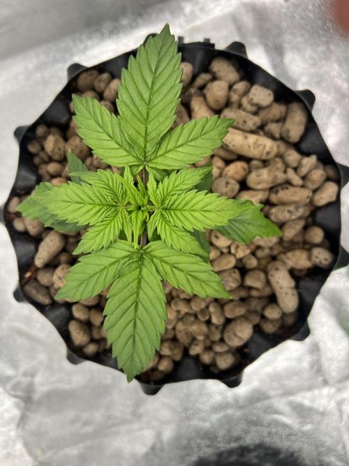 Nuka seeds Gorilla Auto. Week 3 - 2