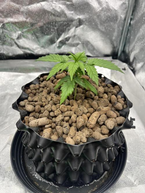 Nuka seeds Gorilla Auto. Week 3 - 2