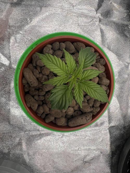 Nuka seeds Gorilla Auto. Week 3 - 3