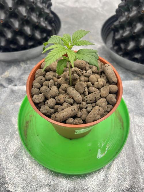 Nuka seeds Gorilla Auto. Week 3 - 3