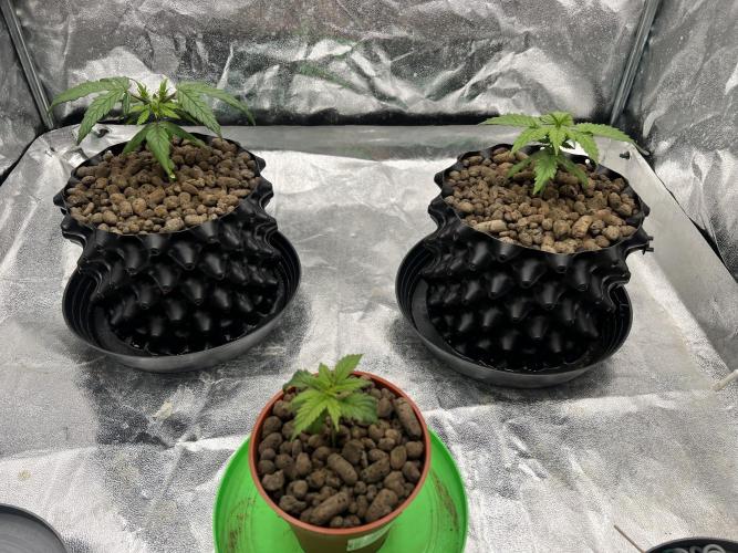 Nuka seeds Gorilla Auto. Week 3