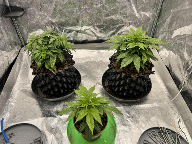 Nuka seeds Gorilla Auto. Week 4 - all