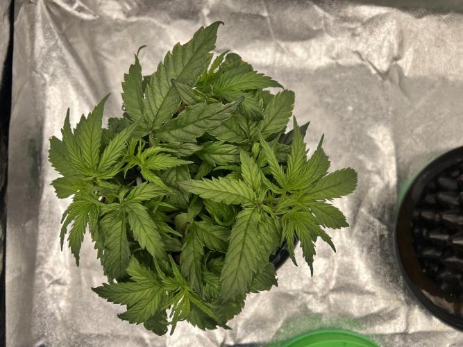Nuka seeds Gorilla Auto. Week 4 - 1
