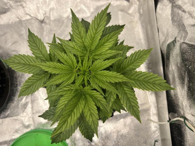 Nuka seeds Gorilla Auto. Week 4 - 2
