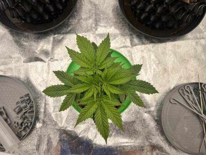 Nuka seeds Gorilla Auto. Week 4 - 3
