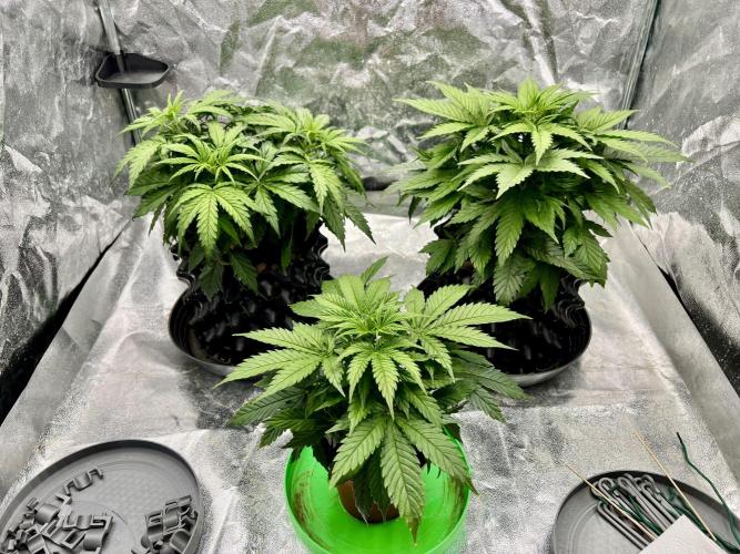 Nuka seeds Gorilla Auto. Week 5 - All