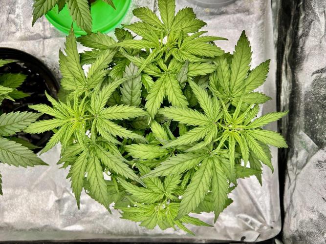 Nuka seeds Gorilla Auto. Week 5 - 1