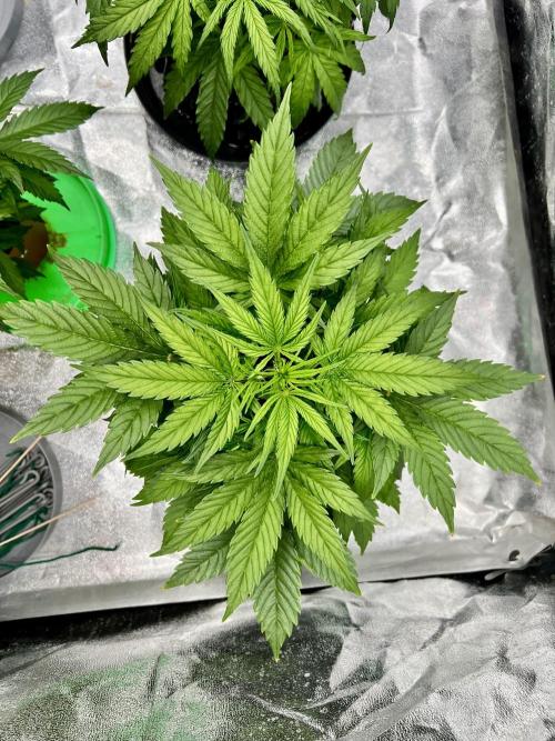Nuka seeds Gorilla Auto. Week 5 - 2