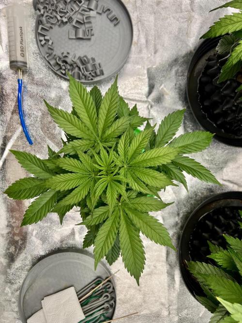 Nuka seeds Gorilla Auto. Week 5 - 3
