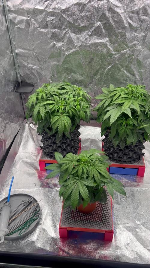 Nuka seeds Gorilla Auto