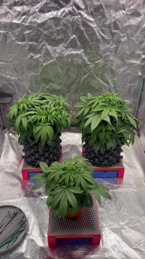 Nuka seeds Gorilla Auto