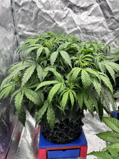 Nuka seeds Gorilla Auto. Week 6 - 1