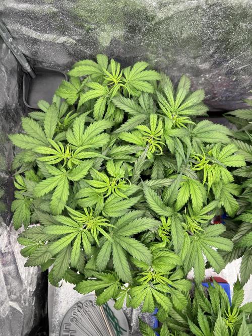 Nuka seeds Gorilla Auto. Week 6 - 1