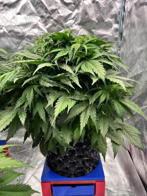 Nuka seeds Gorilla Auto. Week 6 - 2
