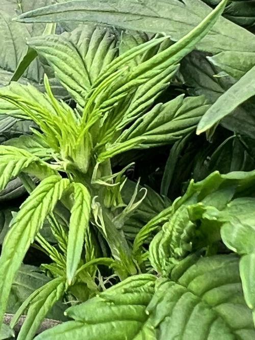 Nuka seeds Gorilla Auto. Week 6 - 2