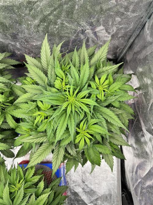 Nuka seeds Gorilla Auto. Week 6 - 2