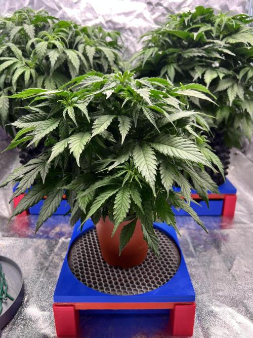Nuka seeds Gorilla Auto. Week 6 - 3