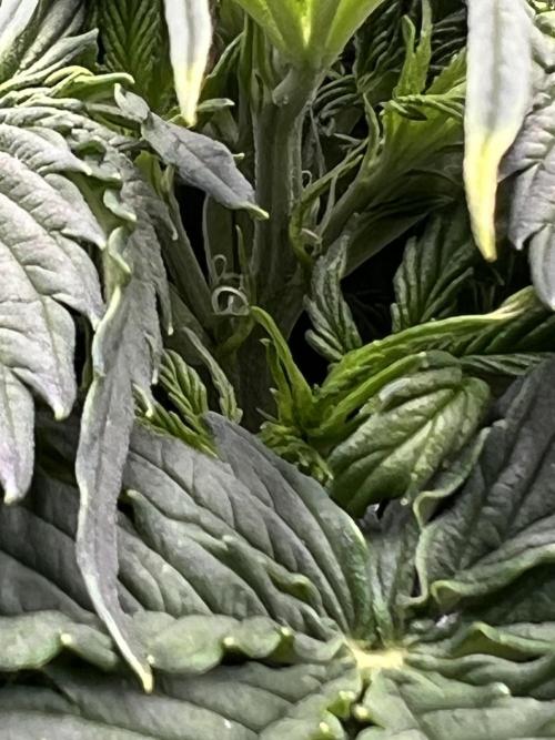 Nuka seeds Gorilla Auto. Week 6 - 3