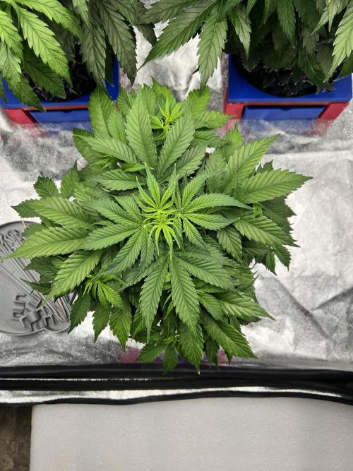 Nuka seeds Gorilla Auto. Week 6 - 3