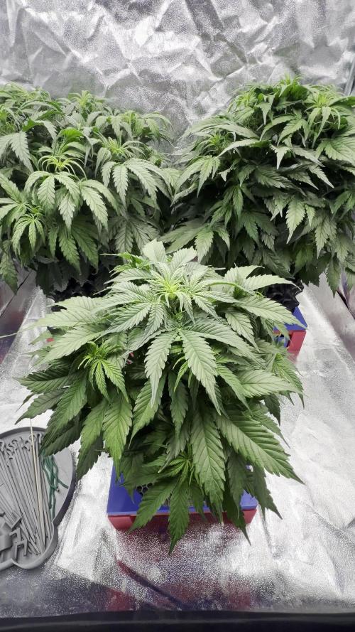 Nuka seeds Gorilla Auto