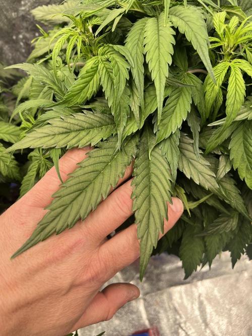 Nuka seeds Gorilla Auto. Week 6 - 2