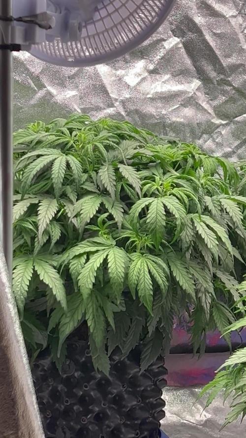 Nuka seeds Gorilla Auto