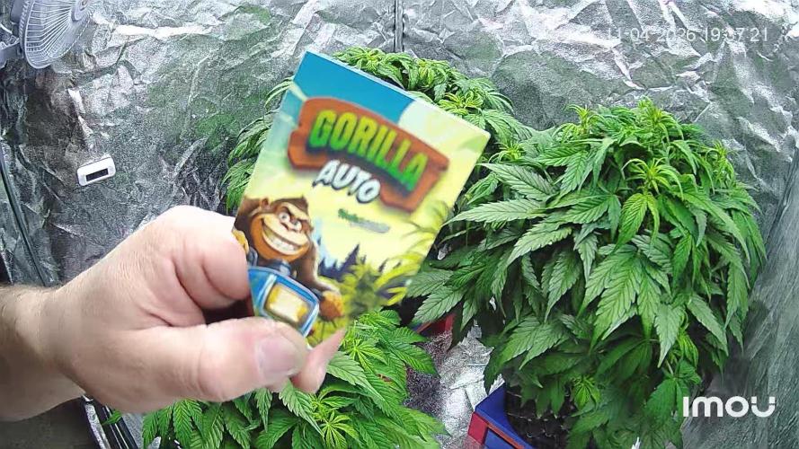 Nuka seeds Gorilla Auto. Week 7 - nuka seeds 