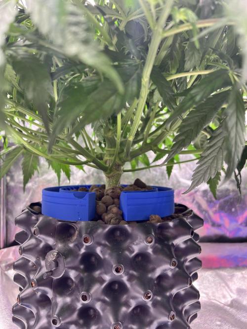 Nuka seeds Gorilla Auto. Week 7 - 1