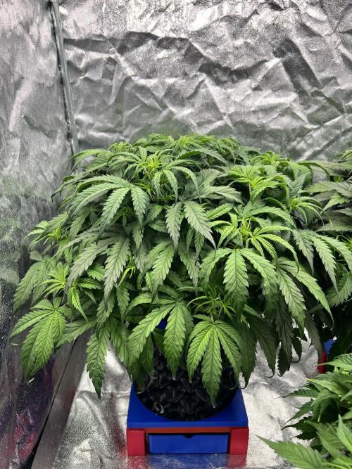 Nuka seeds Gorilla Auto. Week 7 - 1