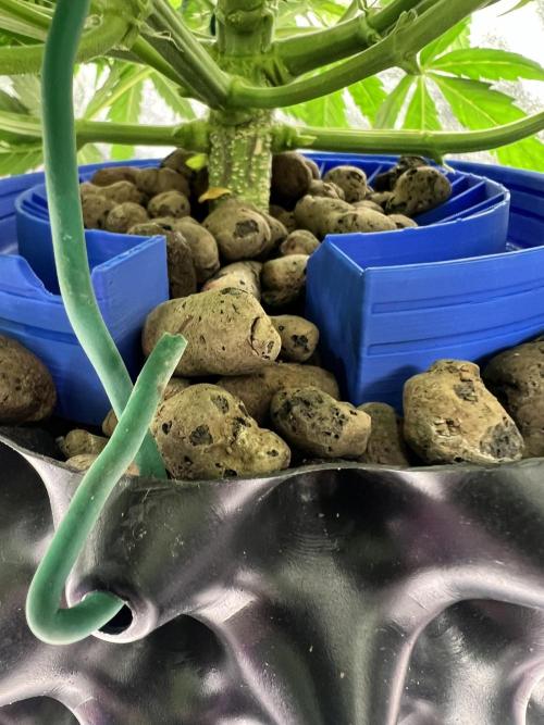 Nuka seeds Gorilla Auto. Week 7 - 2