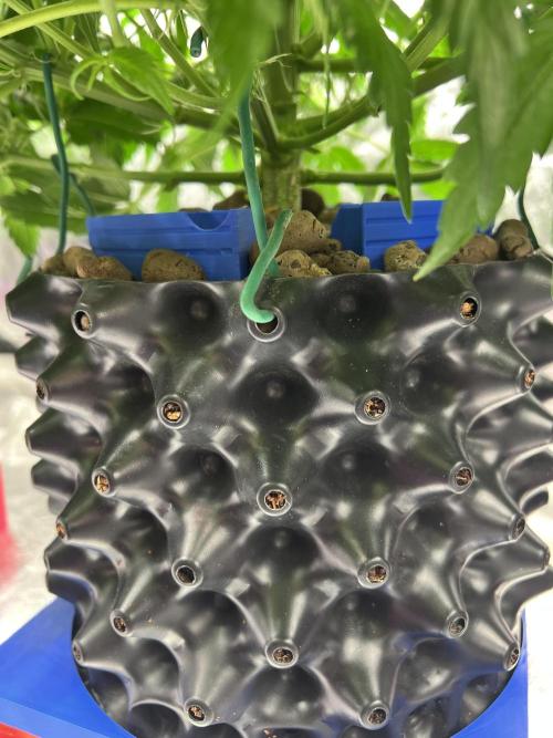 Nuka seeds Gorilla Auto. Week 7 - 2