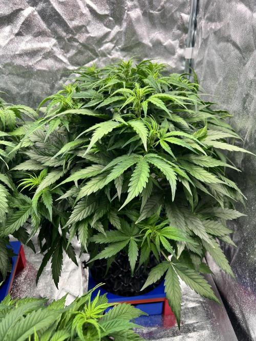 Nuka seeds Gorilla Auto. Week 7 - 2