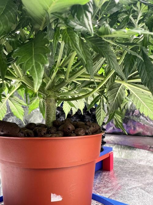 Nuka seeds Gorilla Auto. Week 7 - 3