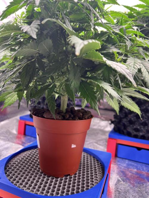 Nuka seeds Gorilla Auto. Week 7 - 3