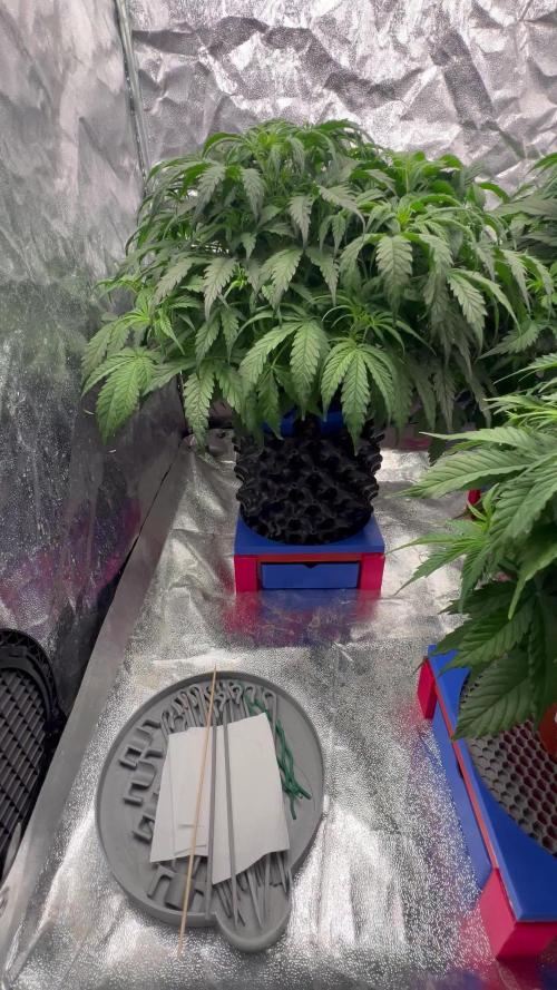 Nuka seeds Gorilla Auto