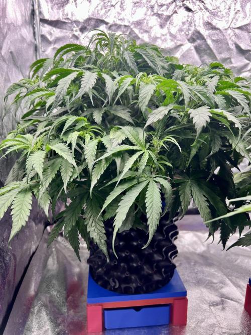 Nuka seeds Gorilla Auto. Week 8 - 1