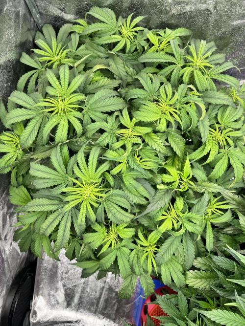 Nuka seeds Gorilla Auto. Week 8 - 1