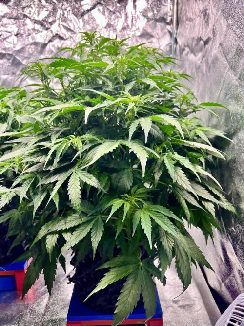 Nuka seeds Gorilla Auto. Week 8 - 2